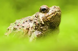 Lurch: Green Burrowing Frog