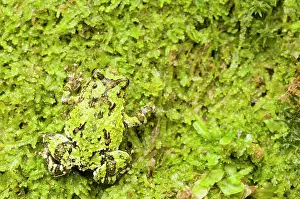 Lurch: Green Burrowing Frog