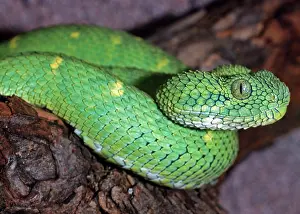 Atheris: Green Bush Viper