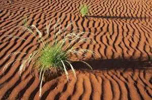 Bushman: Green Bushman grass - March during the rainy season