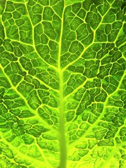 Cabbages: Green Cabbage