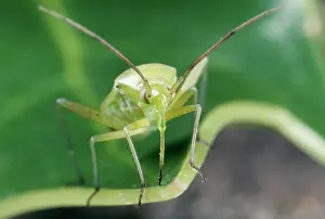 Note: Green Capsid Bug - note long proboscis
