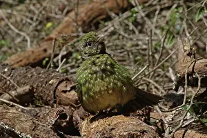 Catbird: Green Catbird