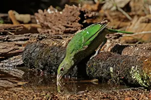 Catbird: Green Catbird