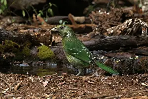 Catbird: Green Catbird