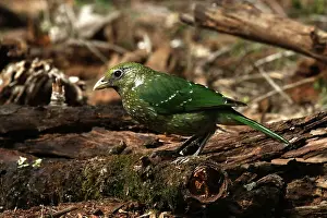 Catbird: Green Catbird