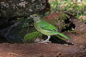 Catbirds: Green Catbird