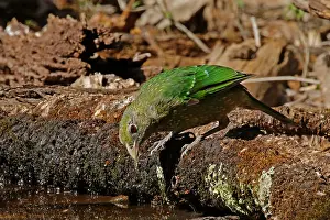 Catbirds: Green Catbird