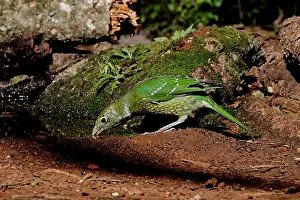 Catbirds: Green Catbird