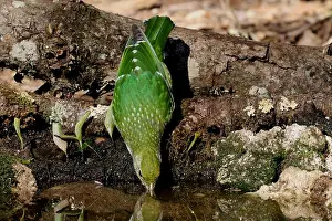 Catbird: Green Catbird