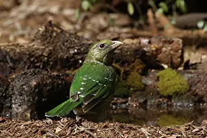 Catbird: Green Catbird