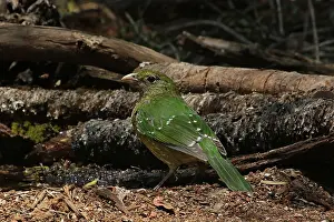 Catbird: Green Catbird