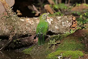 080518: Green Catbird