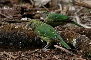 Catbird: Green Catbird