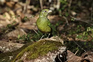 Catbird: Green Catbird