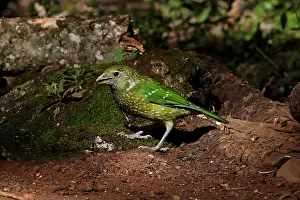 Catbird: Green Catbird