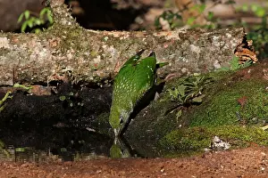 Catbird: Green Catbird