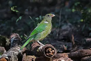 Catbird: Green Catbird