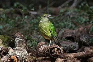 Catbird: Green Catbird