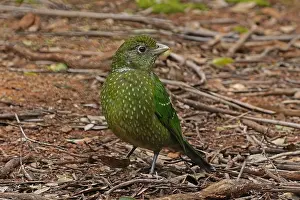 Catbird: Green Catbird
