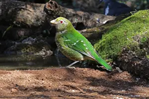 Catbird: Green Catbird