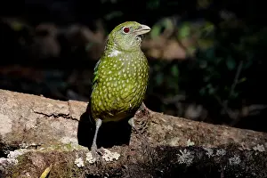 Catbird: Green Catbird
