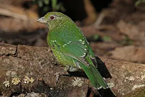 Catbird: Green Catbird