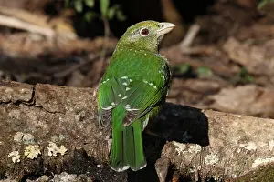 Catbird: Green Catbird