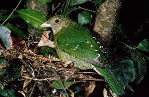 Catbirds: Green Catbird - at nest
