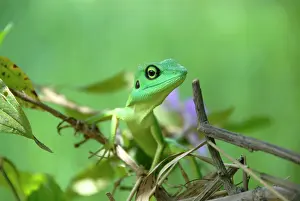 Sarawak: Green chameleon (Chamaeleonidae) in tropical rainforest