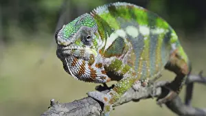 Adaption: Green chameleon walks along branch and looksat a