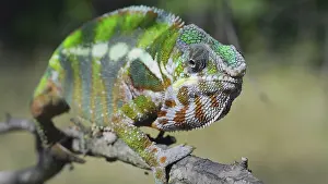 Adaption: Green chameleon walks along branch and looksat a