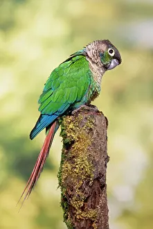 Conures: Green-cheeked Conure
