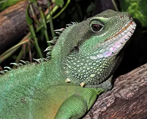 Physignathus: Green / Chinese Water Dragon