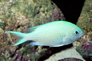 Chromis: Green CHROMIS / Damselfish / Puller fish