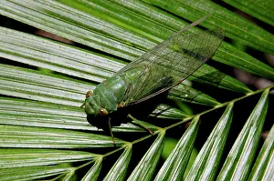 Cicadas: Green Cicada, which is active around dusk, in daytime