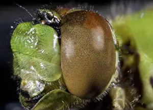 Dragonflies: Green Clearwin Eye