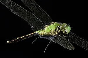 Mosquito: Green Clearwing Dragonfly