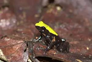Laevigata: Green Climbing Mantella - Endemic
