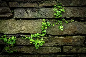 Cumbria: Green climbing plant grows on wall, Lake District