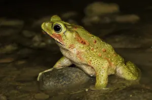 Avis: Green Climbing Toad