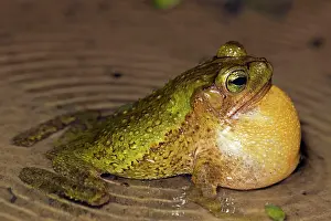 Attract: Green Climbing Toad - male calling to attract females
