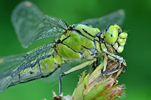 Club: Green Club Tailed Dragonfly Green Gomphid