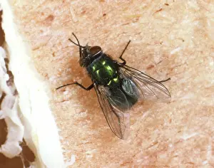Meat: Green Cluster Fly (Dasyphora cyanella) on meat
