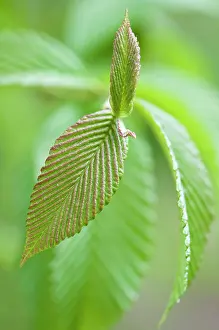 Sorbus: Rowan