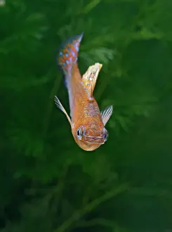 Molly: Green copper molly - front view male