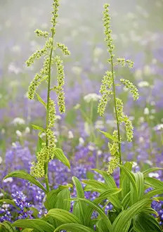 Hellebores: Green Corn Lily / Green False Hellebore