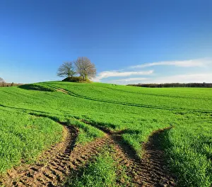Cornfield: Green cornfield in spring with lane, blue sky, on