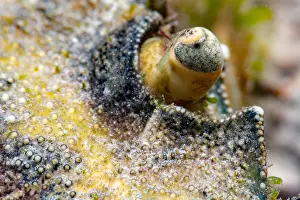 Protostomia: Green crab (Carcinus maenas) detail, Around the