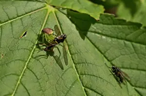 Robber: Green Crab Spider (Diaea dorsata) has caught a Robberfly